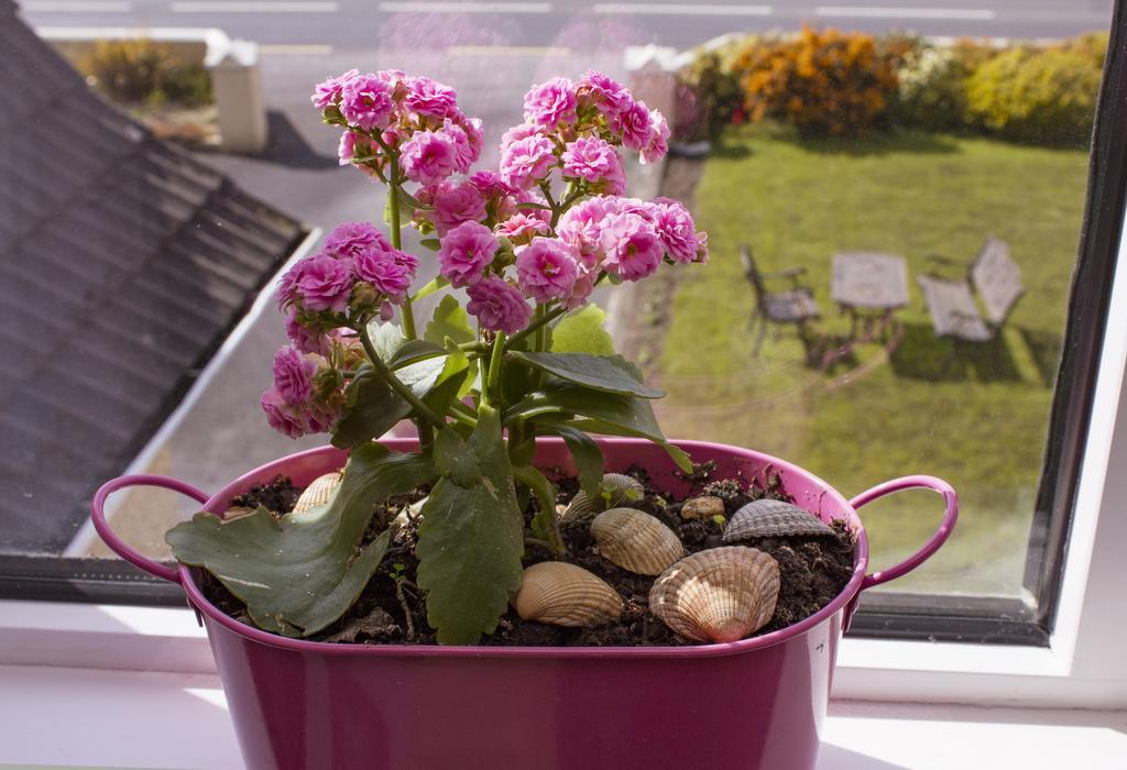 Bed and Breakfast Eagle Heights à Enniscrone Extérieur photo